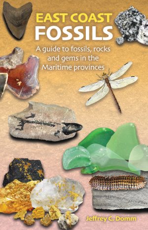 East Coast Fossils