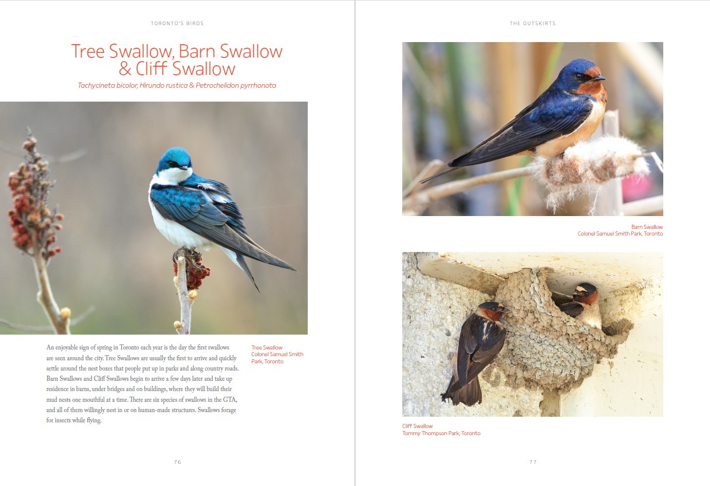 Toronto's Birds - Lorimer Adult