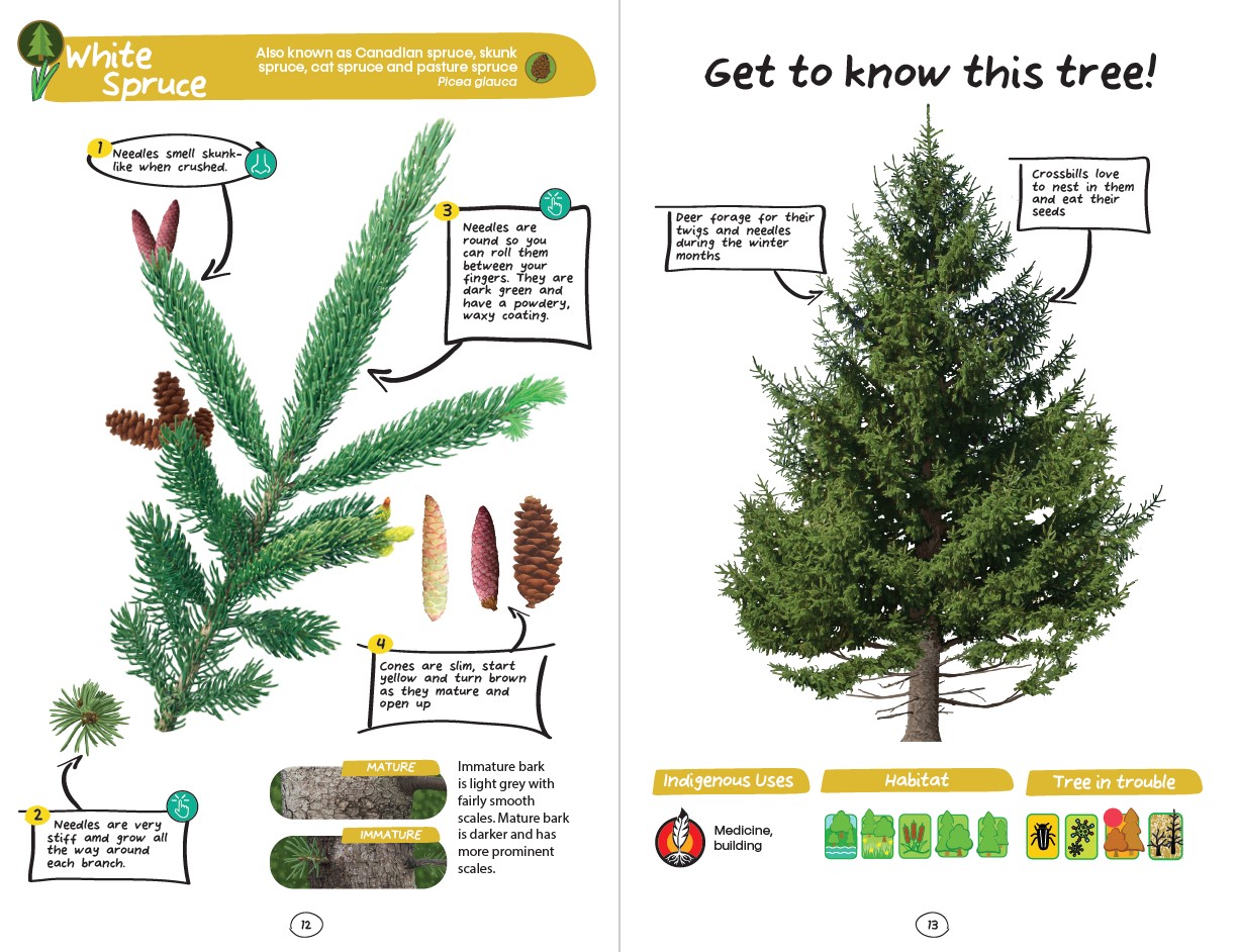 My First Ontario Tree Book