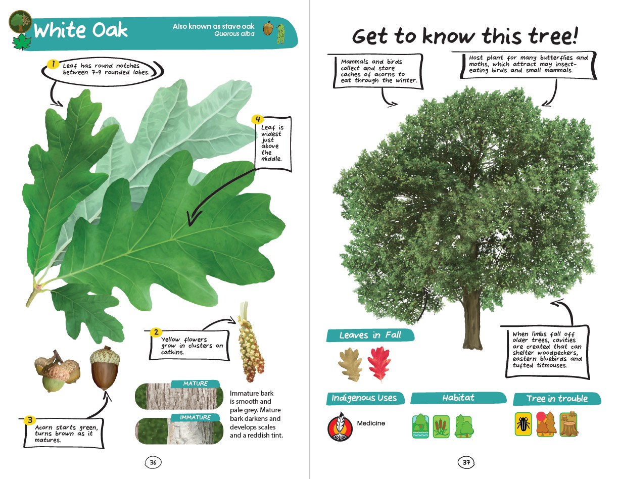 My First Ontario Tree Book