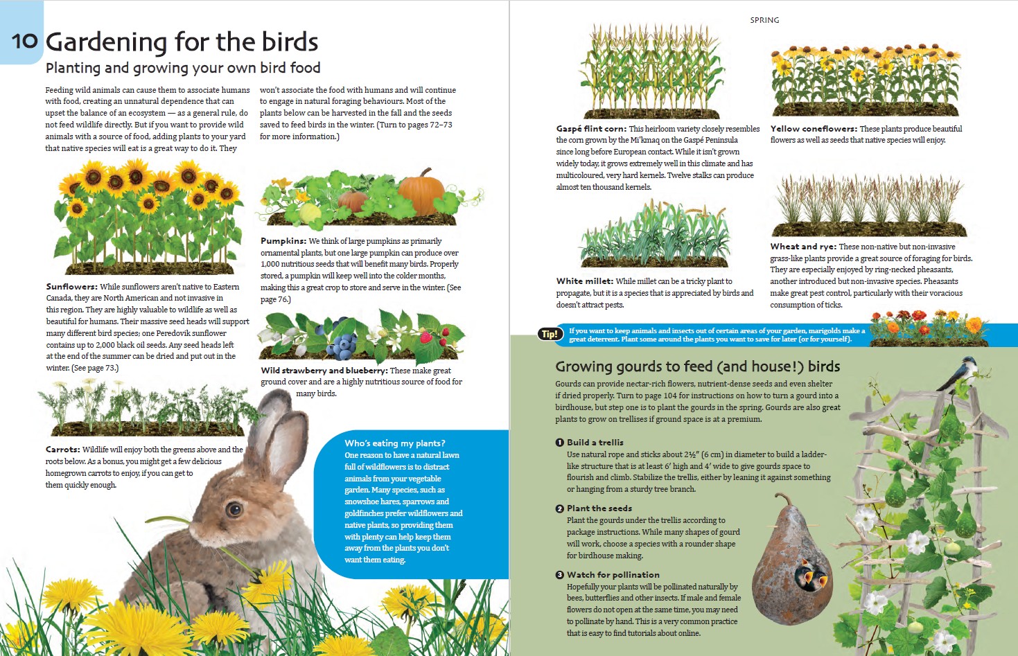 The Nature-Friendly Ontario Garden
