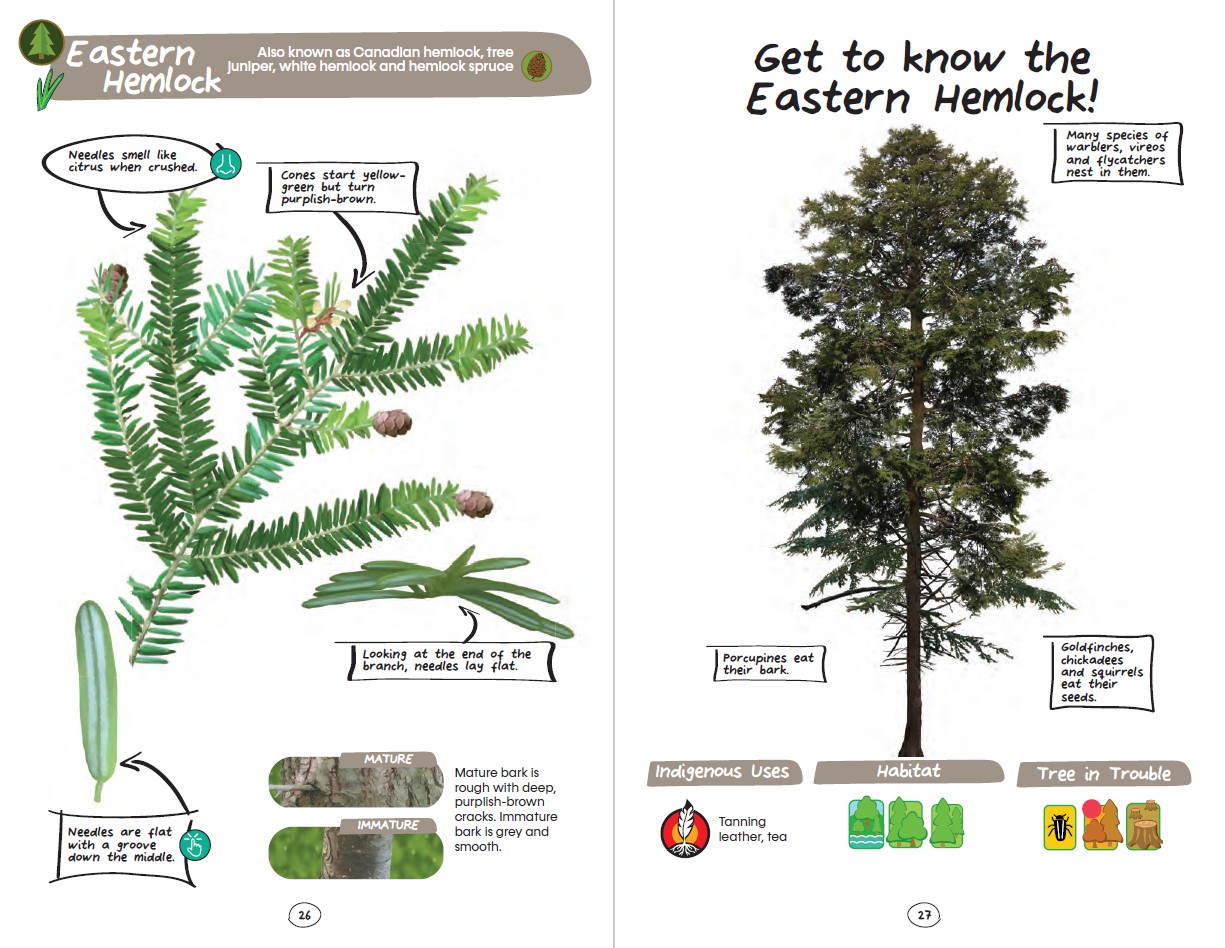 My First East Coast Tree Book