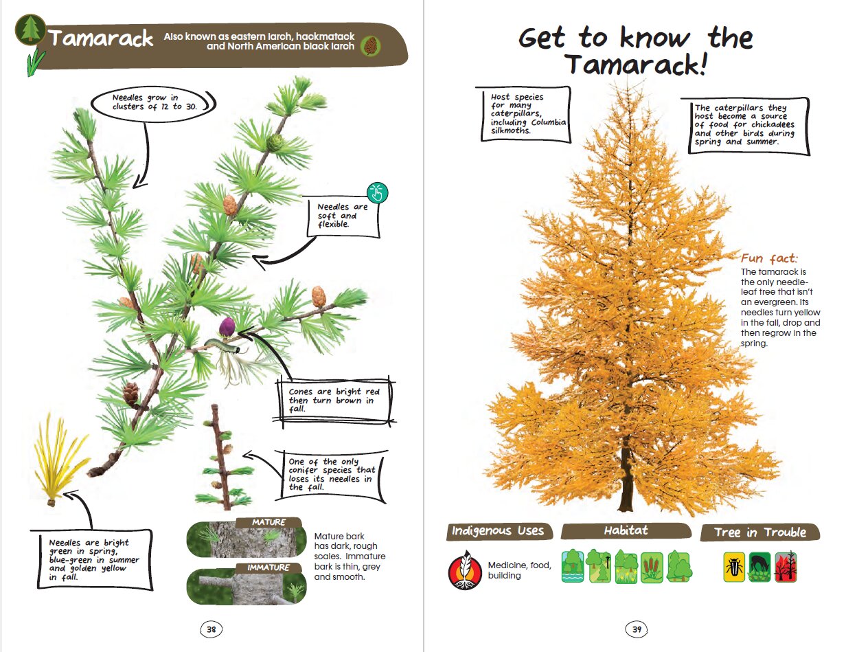 My First East Coast Tree Book
