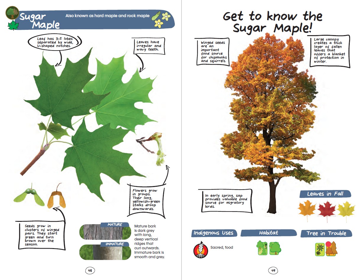 My First East Coast Tree Book