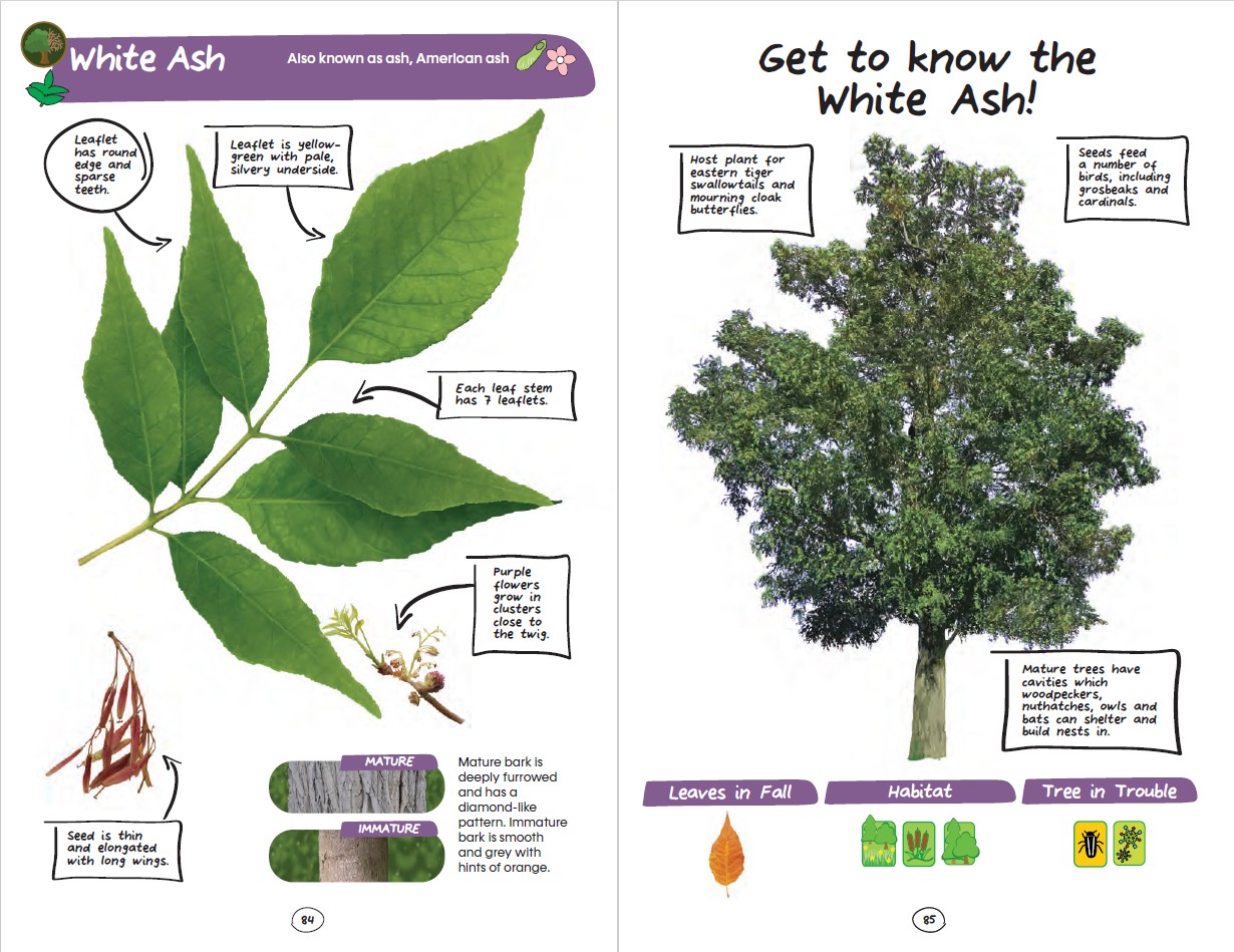 My First East Coast Tree Book