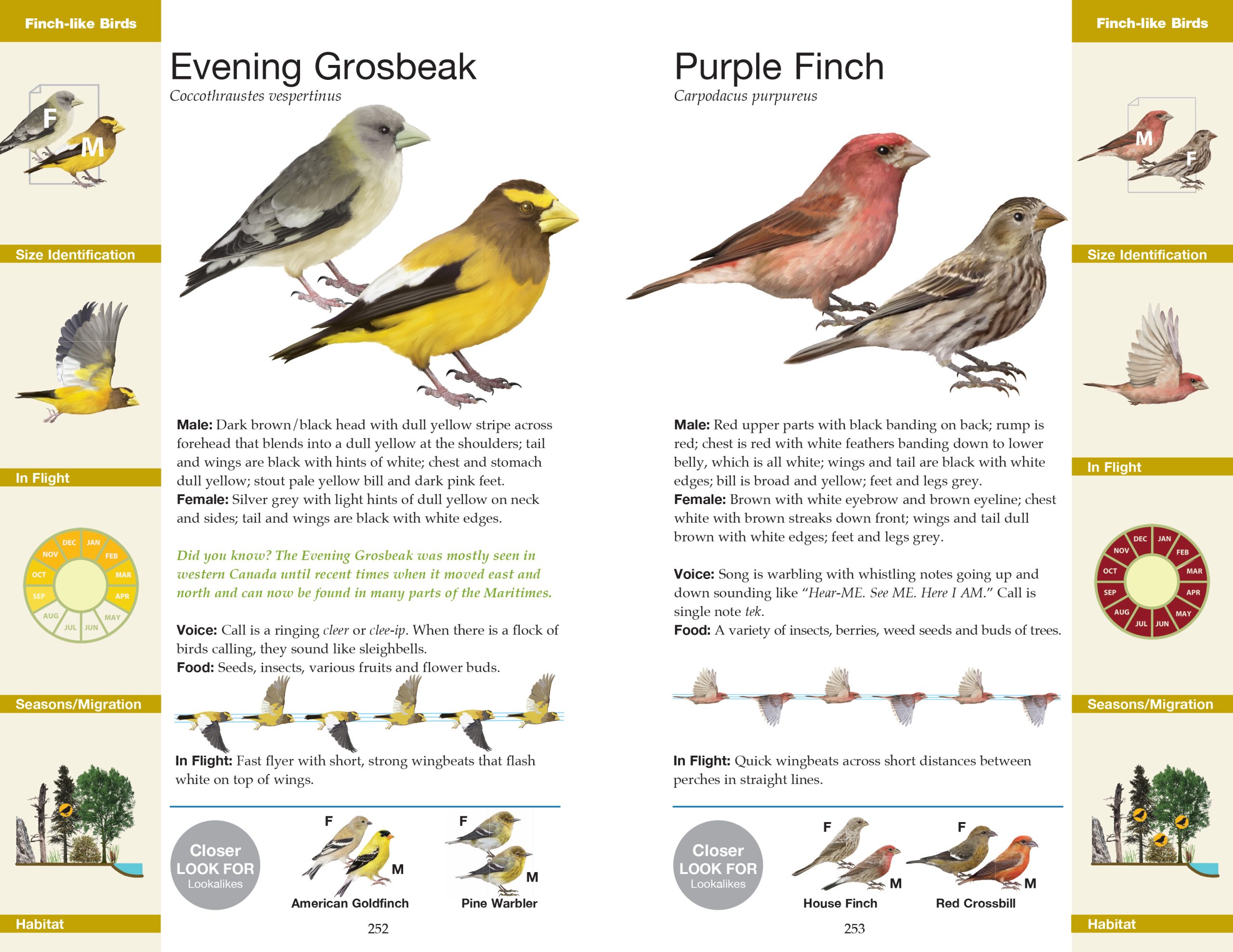 Manitoba Birds