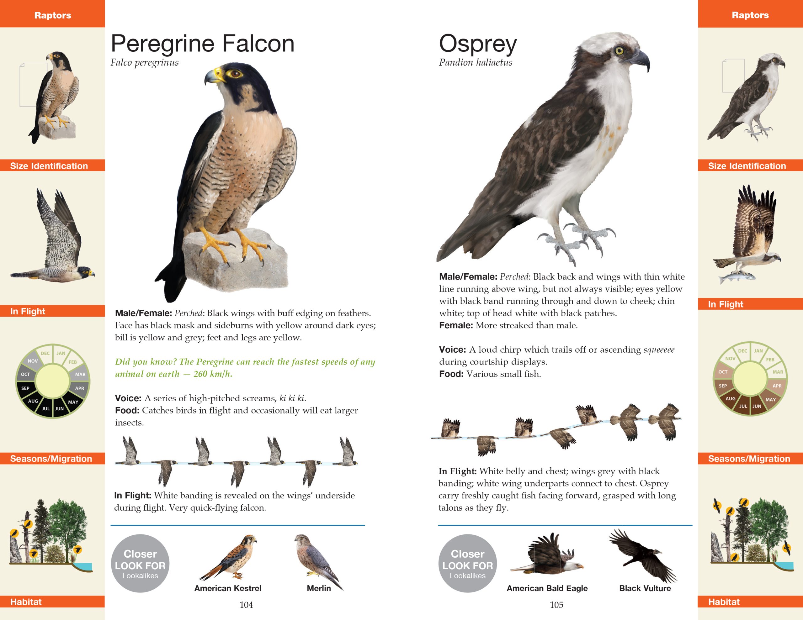 Manitoba Birds